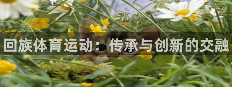欧亿体育官方正版app官方：回族体育运动：传承与创新